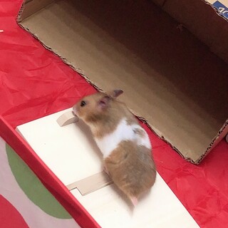 ゴールデンハムスター ノーマル