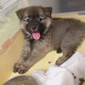 募集一時停止します！人懐こいモフモフちゃん