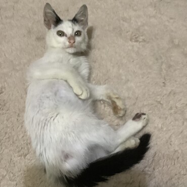 保護直後のうにぞー　ネズミ捕りに捕まり、大人猫に噛まれ、車に轢かれそうになった