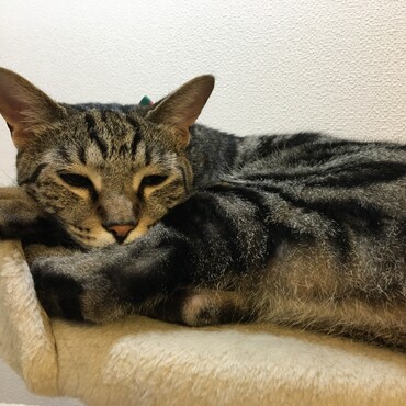 いつものリラックスの表情に戻った♡今日は吐いてないし、排泄もしました♡