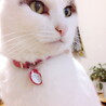 さくらちょび