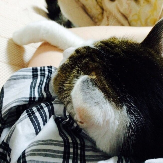 さくらちょびのカバー写真
