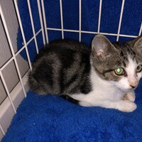 保護したての子猫（2.5カ月）