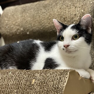 人間大好き！ベタベタの白黒女子