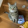 まこりまま