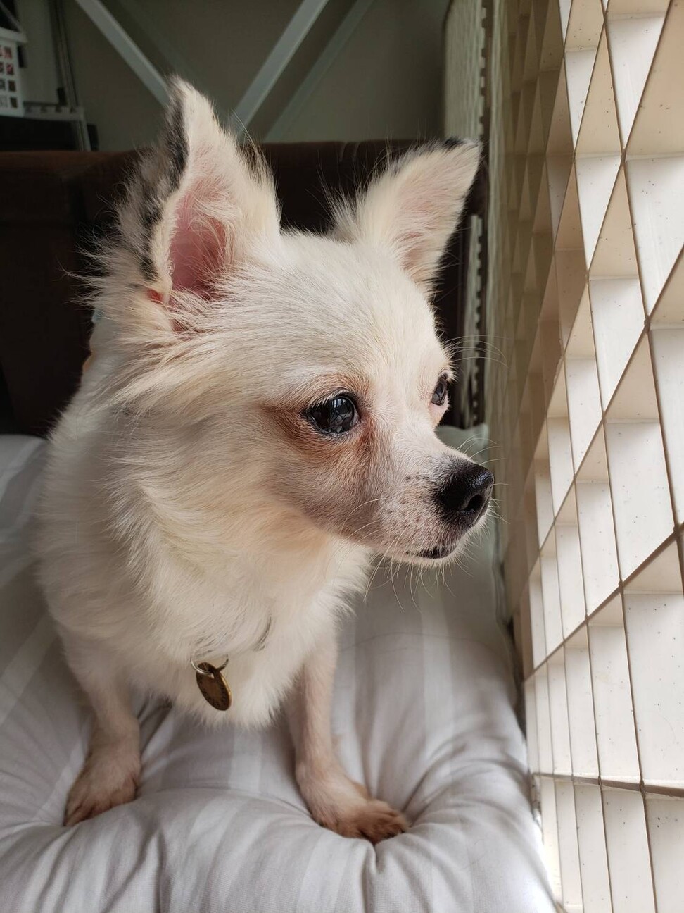 Pin On Chihuahuas