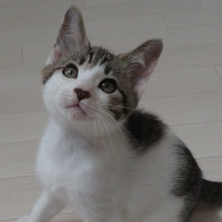 いくら君☆男の子