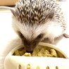 アミココタ