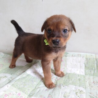 【募集停止】可愛いお顔のヤンチャboy“リサン君”