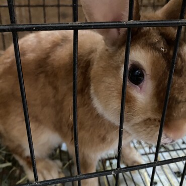 ミニウサギ、3歳、オス、体色サテンゴールド、名前はダイヤです。