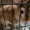 ミニウサギ、3歳、オス、体色サテンゴールド、名前はダイヤです。
