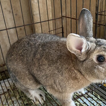 ミニウサギ、3歳、オス、名前はクリスです。ダイヤと兄弟です。