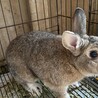ミニウサギ、3歳、オス、名前はクリスです。ダイヤと兄弟です。