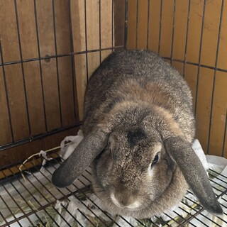 ロップイヤーのチョコちゃんです！