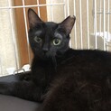 黒猫の女の子です♪
