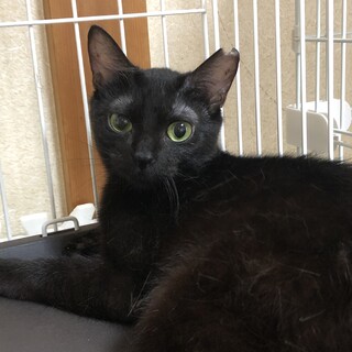 黒猫の女の子です♪