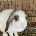 ロップイヤーのミルクちゃんです！