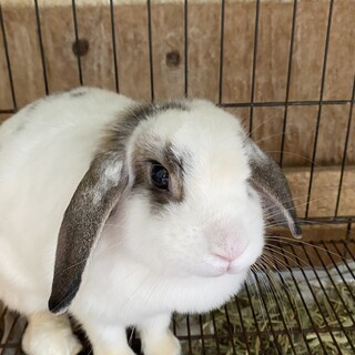 ロップイヤーのミルクちゃんです！