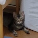 控えめなももちゃん、アビ系毛並み