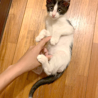 【しっぽの先が白くて可愛い】ハチワレ子猫の浜ちゃん
