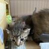 里親募集中 キジトラ 女の子 サムネイル2