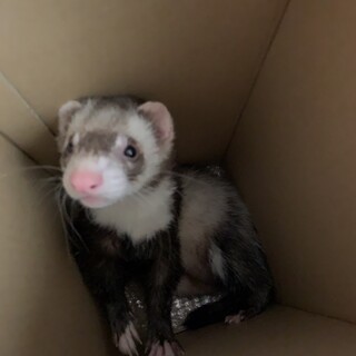 フェレット、ピーターセン、シルバー2歳男の子！
