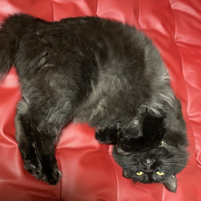 まみぃーぽこのカバー写真