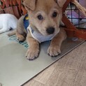 面会あり一時停止怪我を克服した子犬