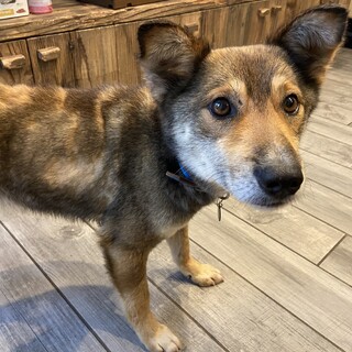 優しいmixタピくん