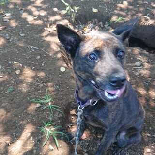 くりくり目の甘えん坊琉球犬ミックス