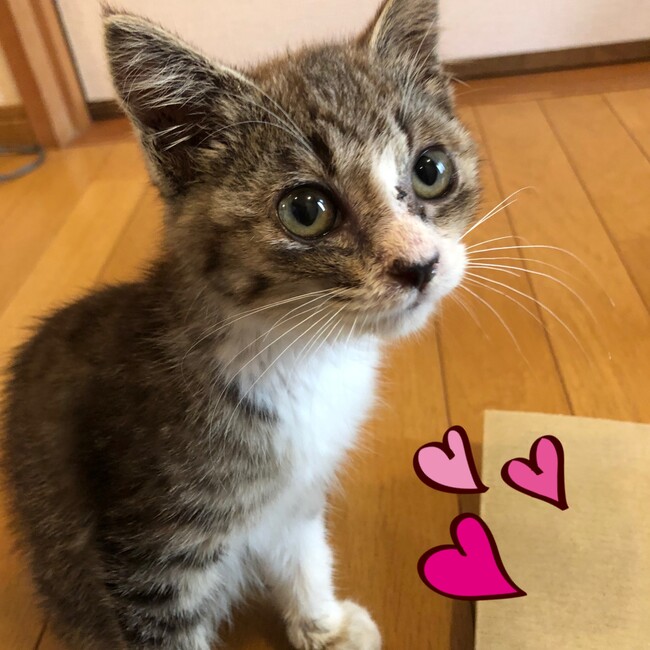 どどどどどんのカバー写真