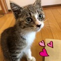 生後２ヶ月の可愛い女の子の里親さん募集中です！
