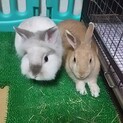 超可愛いうさぎ2匹！飼い主さん募集！