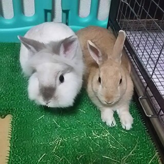 超可愛いうさぎ2匹！飼い主さん募集！