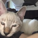 4ヶ月の子猫です