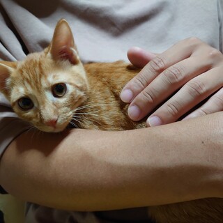 お見合い決定募集停止★としや★やんちゃでマイペース