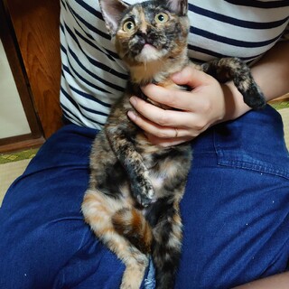 幸運の鍵しっぽ★さえこ★おっとり系