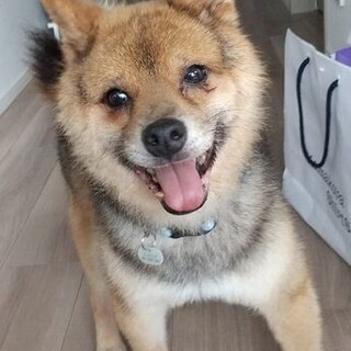 柴犬♂大河 推定７歳