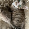 この子を貰ってください。