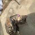 この子を貰ってください。