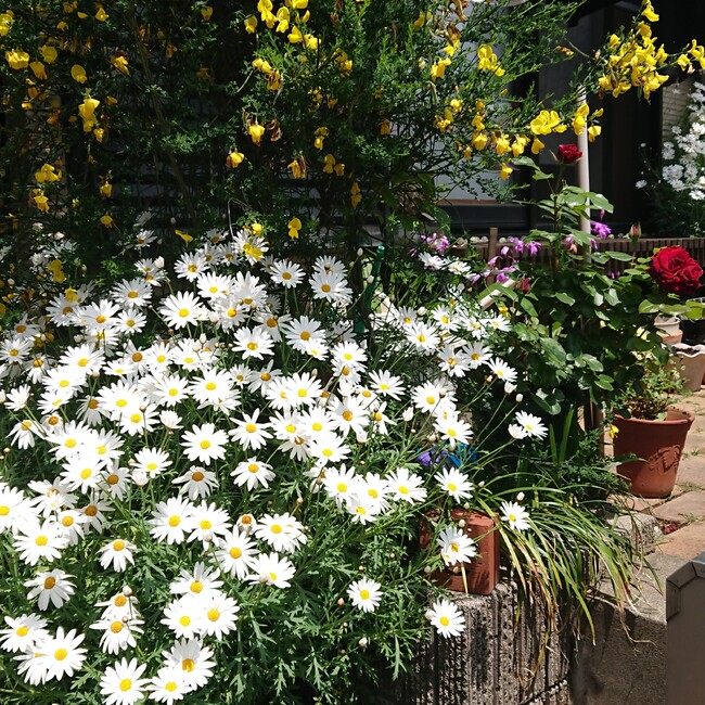 vvkyokovvのカバー写真