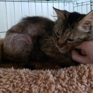 ♡半長毛♡さびたん