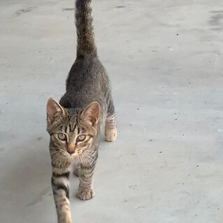 子猫の里親さん募集