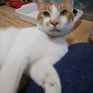 茶白のワンタンくん