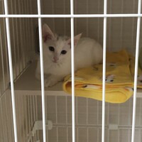 ベル