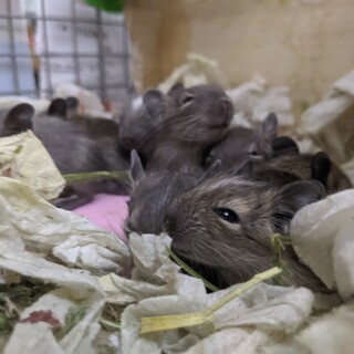 デグーの里親募集