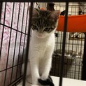トライアルが決まりました。 急募:助けてください