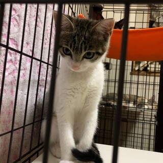 トライアルが決まりました。 急募:助けてください