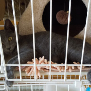 ロシアンブルー系のグレー男の子