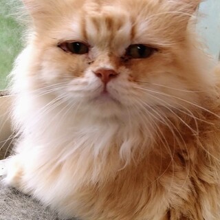 【募集中止】チンチラゴールド（♂）5歳位